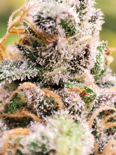 Growreport Bild 39