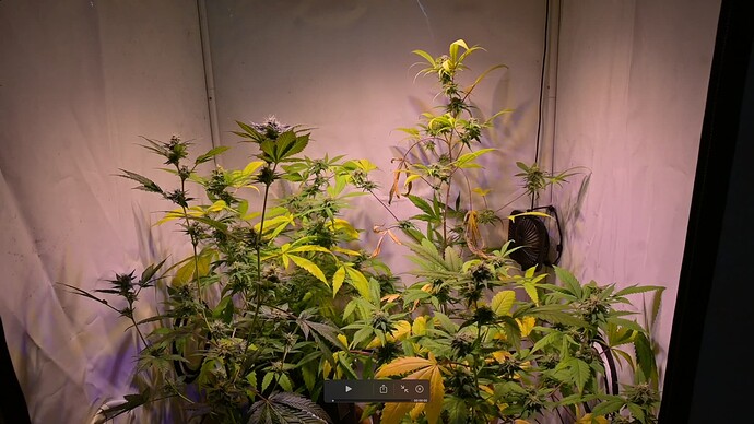 Growreport Bild 1