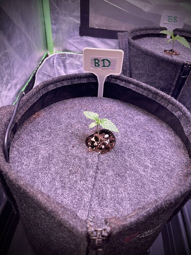 Growreport Bild 5