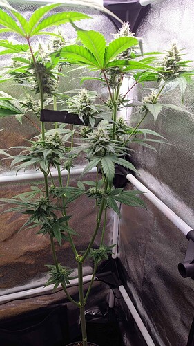 PXL_20240617_140042657.MP