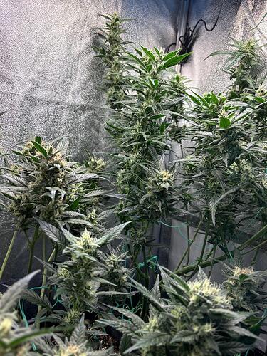 Growreport Bild 7