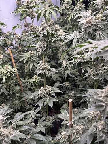 Growreport Bild 18