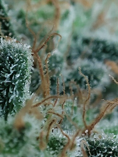Growreport Bild 104