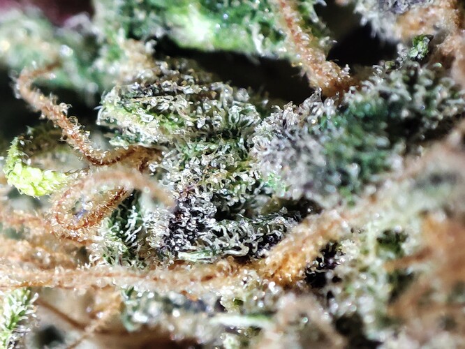 Growreport Bild 3