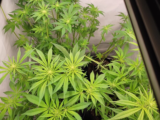 Growreport Bild 26