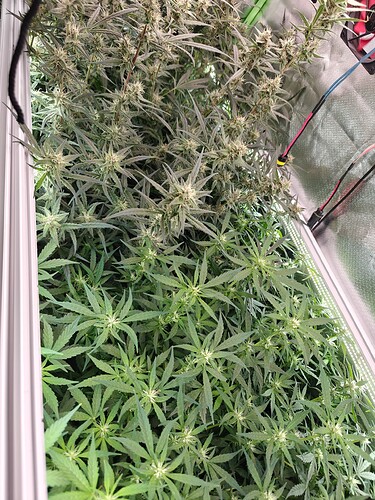 Growreport Bild 6