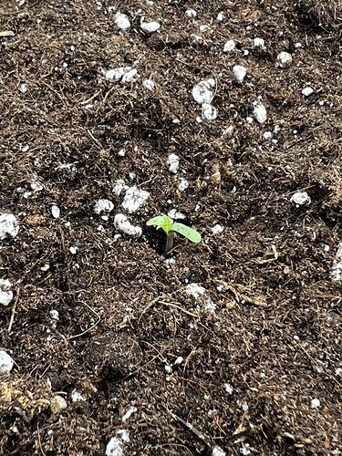 Growreport Bild 3