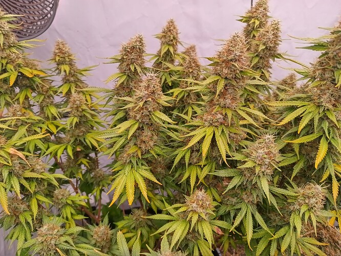Growreport Bild 2