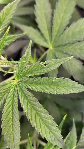 Growreport Bild 1