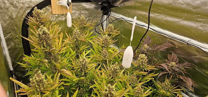 Growreport Bild 18