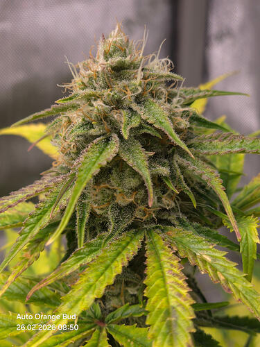 Nahaufnahme eines Cannabis-Buds mit sichtbaren Trichomen und Stigmen.