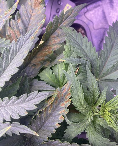 Growreport Bild 2