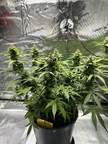 Growreport Bild 18