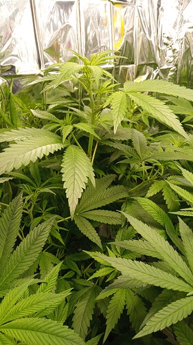 Growreport Bild 11