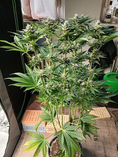 Growreport Bild 6