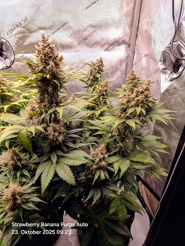 Growreport Bild 3