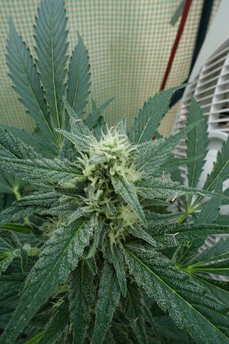 Growreport Bild 1
