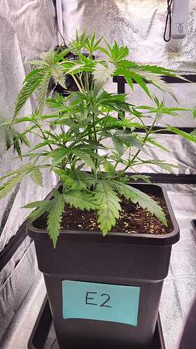 Growreport Bild 42