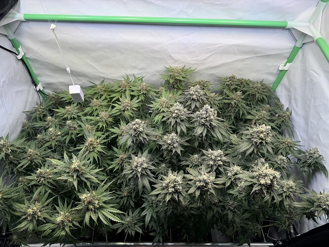 Growreport Bild 15