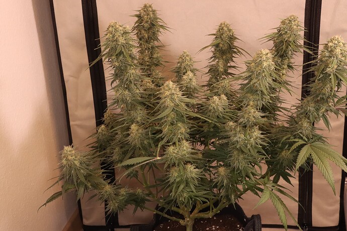 2025-11-26_gg4_side