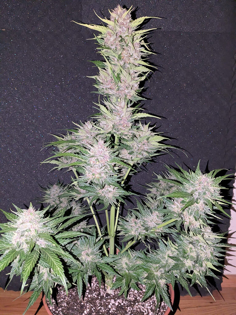 3/2 Der Smaragd Garten - Breaking Bud (Episode 2)