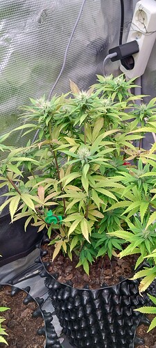 IMG_20251125_204744225_HDR