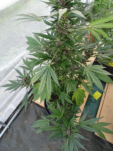 Growreport Bild 20