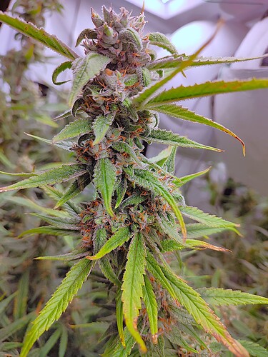 Growreport Bild 32