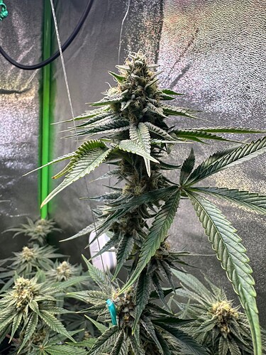 Growreport Bild 9
