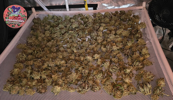 Growreport Bild 57