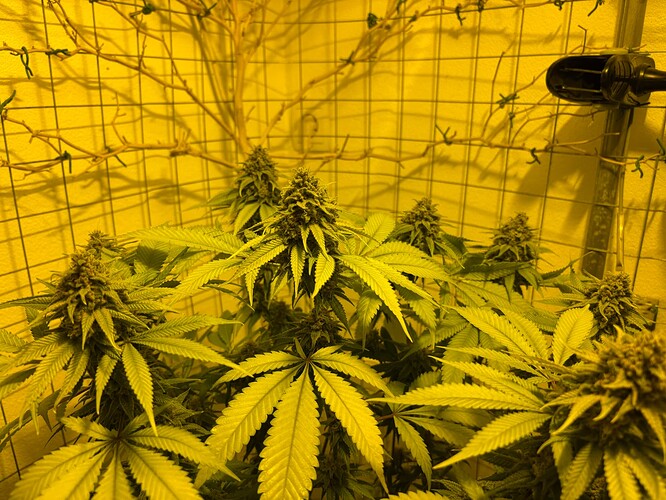 Growreport Bild 1