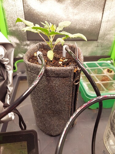Growreport Bild 2