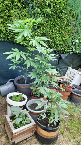 Growreport Bild 7