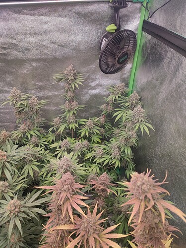 Growreport Bild 19