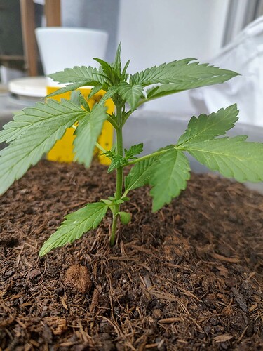 Growreport Bild 2