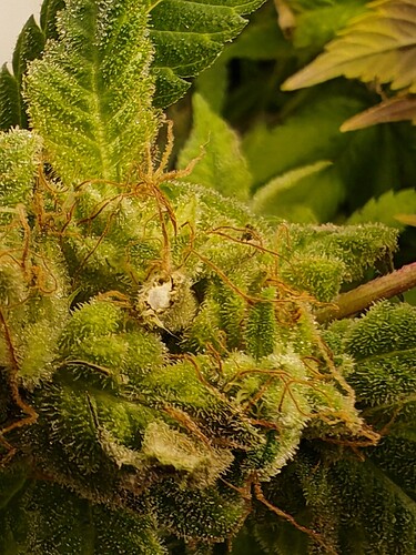 Growreport Bild 52