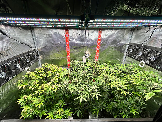 Innenansicht eines Grow-Zeltes mit sechs blühenden Cannabis-Pflanzen unter LED-Beleuchtung.