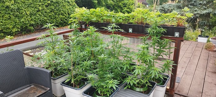 Growreport Bild 10