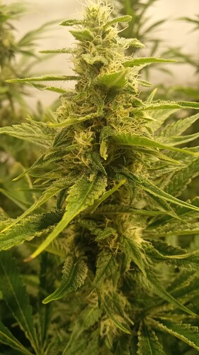 Growreport Bild 7