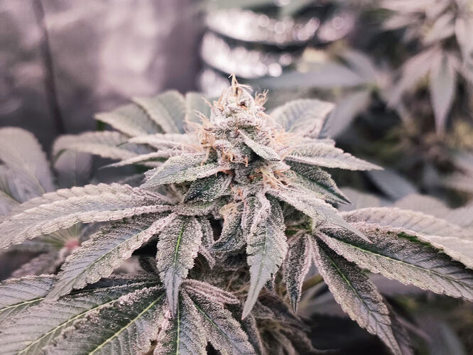 Growreport Bild 127