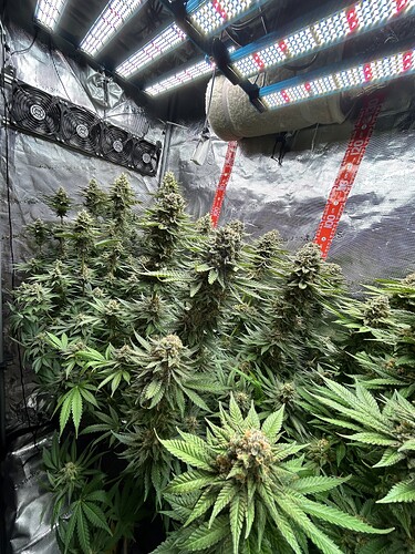 Mehrere blühende Cannabispflanzen in einem Growzelt unter LED-Beleuchtung.