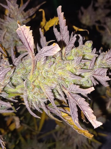 Growreport Bild 2