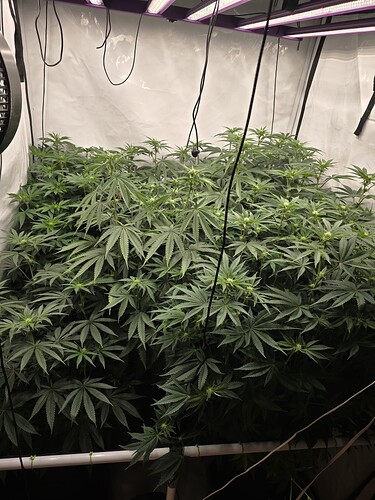 Growreport Bild 1