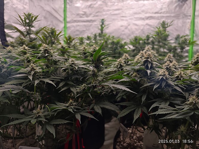 Growreport Bild 14