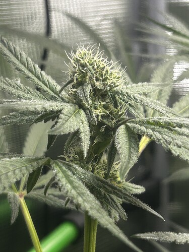 Growreport Bild 5