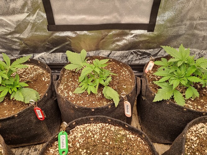 Drei junge Cannabispflanzen in Vlies-Töpfen, jede mit einem Namensschild versehen. Die Pflanzen sind im Sämlingsstadium und zeigen ihre ersten Blattpaare.