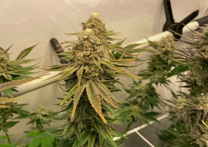 Growreport Bild 6