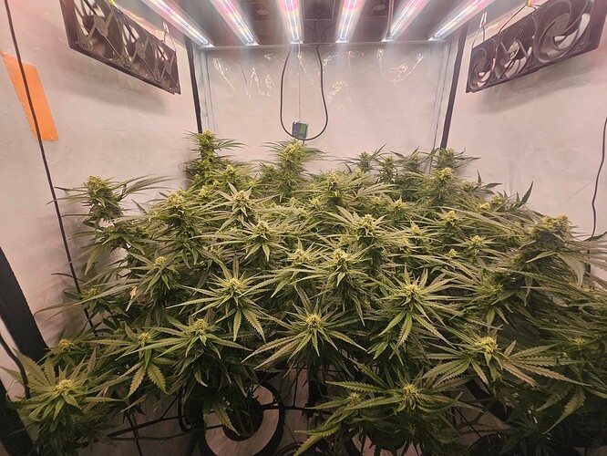 Growreport Bild 5