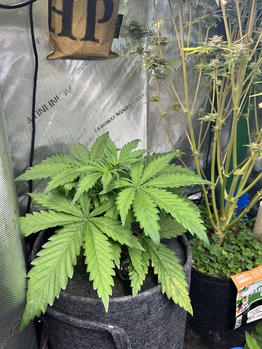 Growreport Bild 16