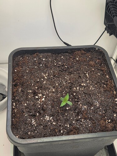 Growreport Bild 5